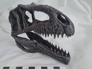 Giganotosaurus carolinii