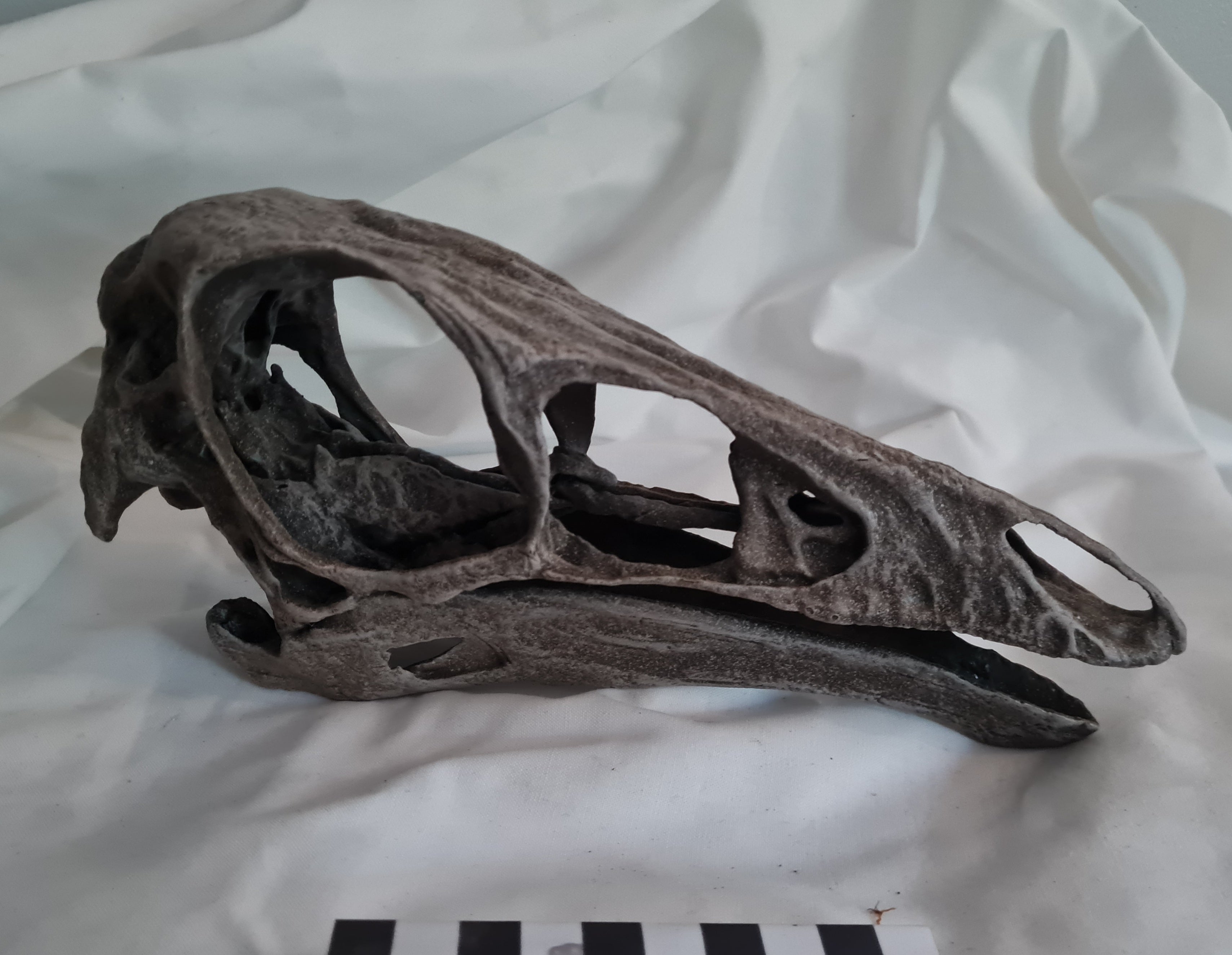 Ornithomimus velox