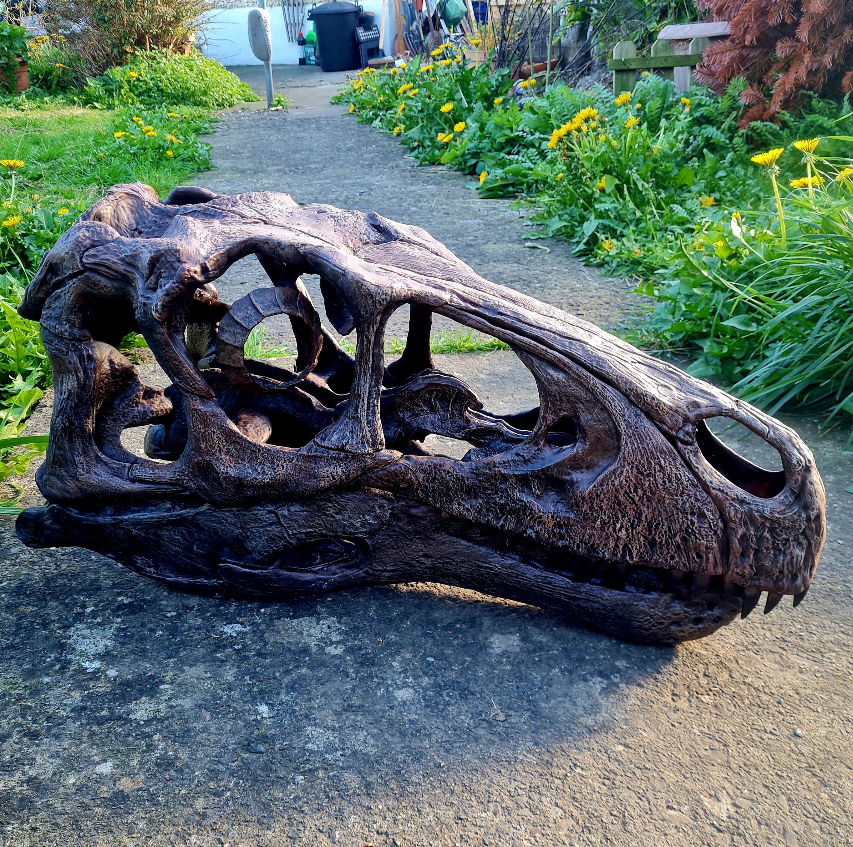 Utah Rapter Head Utahraptor Skull