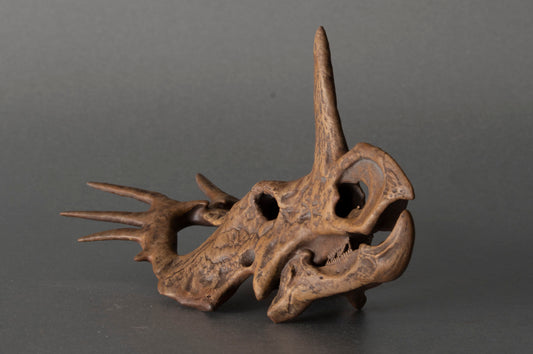 Styracosaurus albertensis