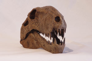 Dimetrodon limbatus