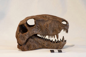 Dimetrodon limbatus