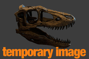 Tyrannosaurus rex Infant