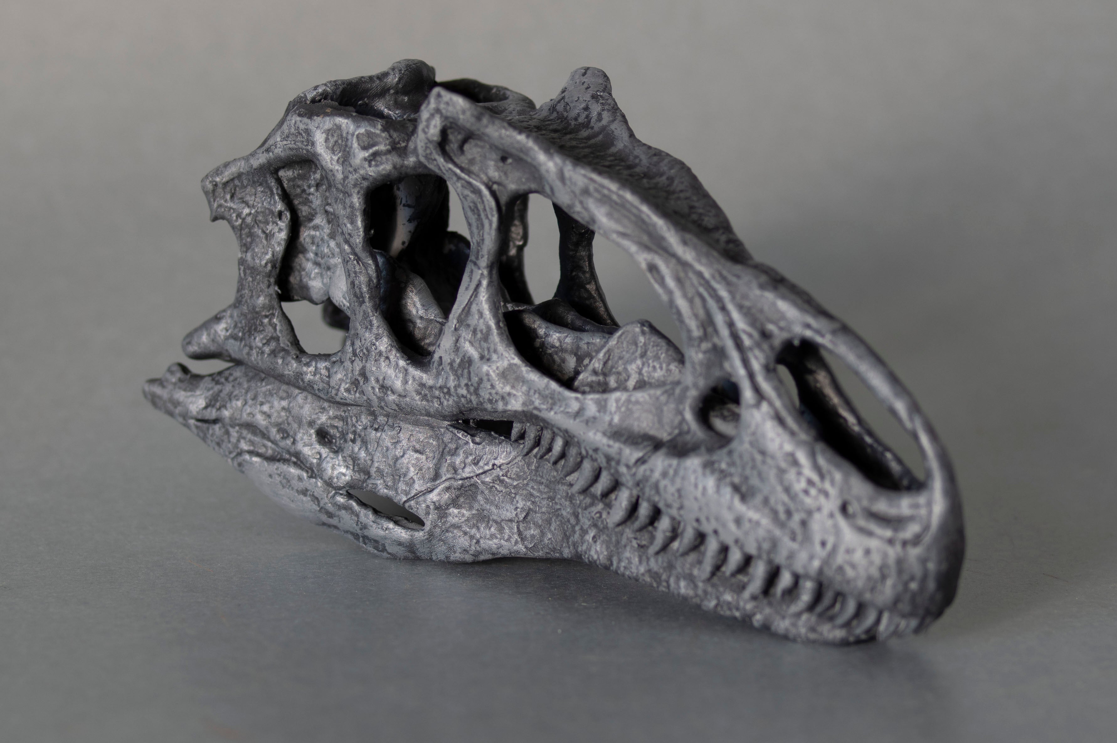Allosaurus jimmadensi