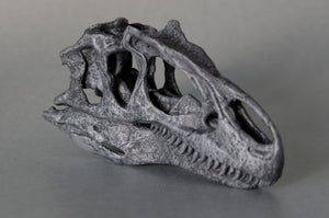 Allosaurus jimmadensi