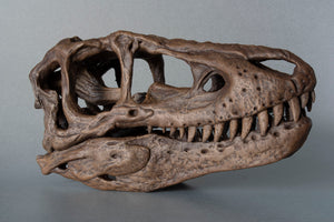 Tyrannosaurus rex Infant