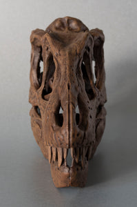Tyrannosaurus rex Infant