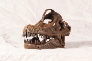 Giraffatitan (/Brachiosaurus) brancai