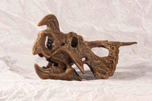 Einiosaurus nasicornis