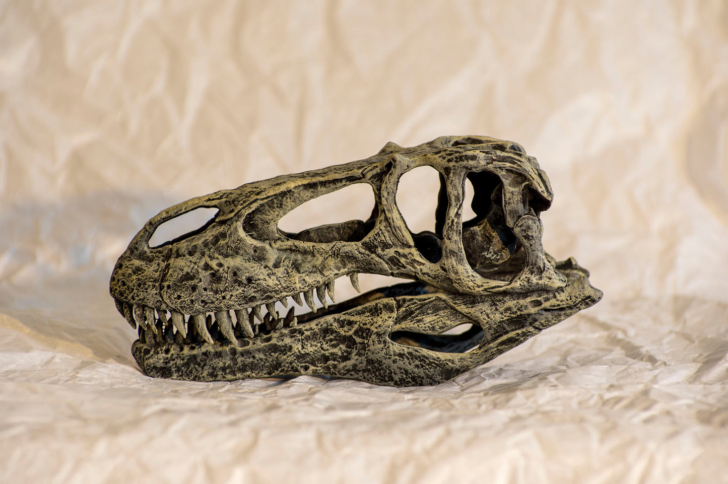 Torvosaurus tanneri [1:8 scale/ Mouth Closed]