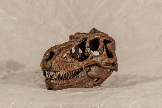 Gorgosaurus libratus (1:8 scale)