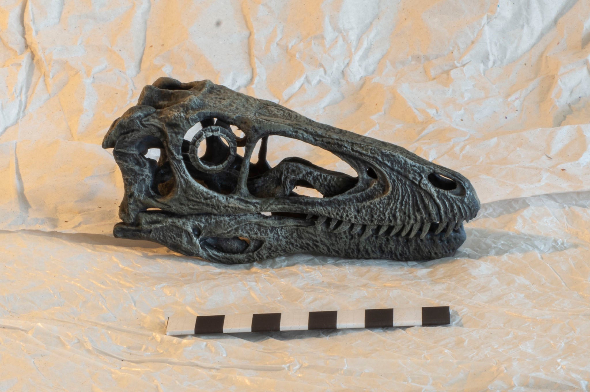 Deinonychus antirrhopus