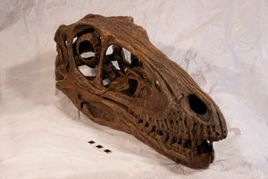 Deinonychus antirrhopus