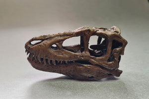 Tyrannosaurus rex Infant